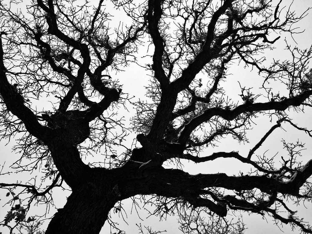 Winter Oak